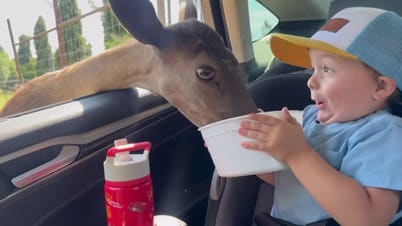 Safari trip takes hilarious turn as determined deer raids toddler's food bowl
