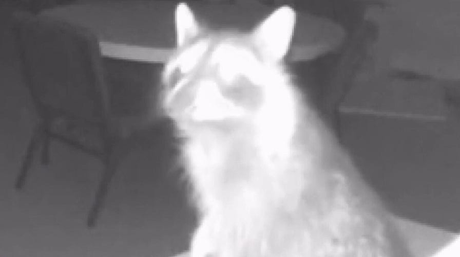 Raccoon caught on camera after breaking into Wisconsin church