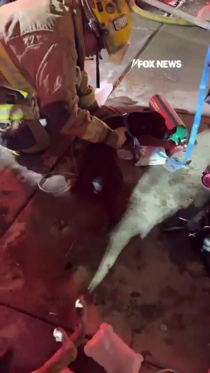 Firefighters revive two dogs with oxygen after house fire