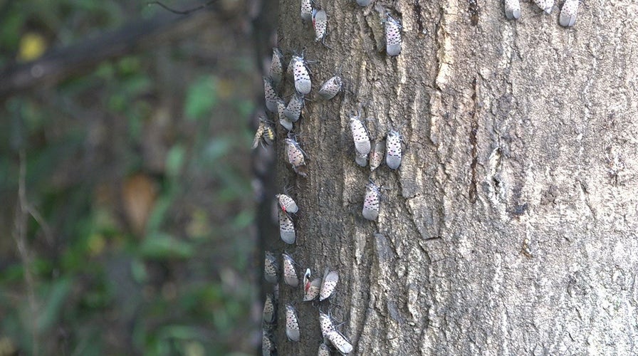 Spotted lanternflies could cost Pennsylvania $324 million a year