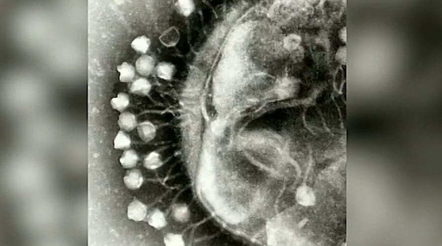 University of Pittsburgh researchers isolates biological molecule that blocks COVID-19