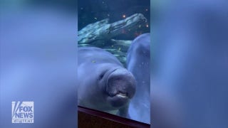 Cute! Manatee is spotted pushing its face against aquarium glass - Fox News