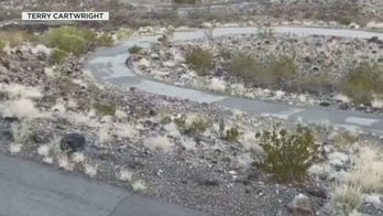 Dog named Ghost rescued after living with pack of coyotes