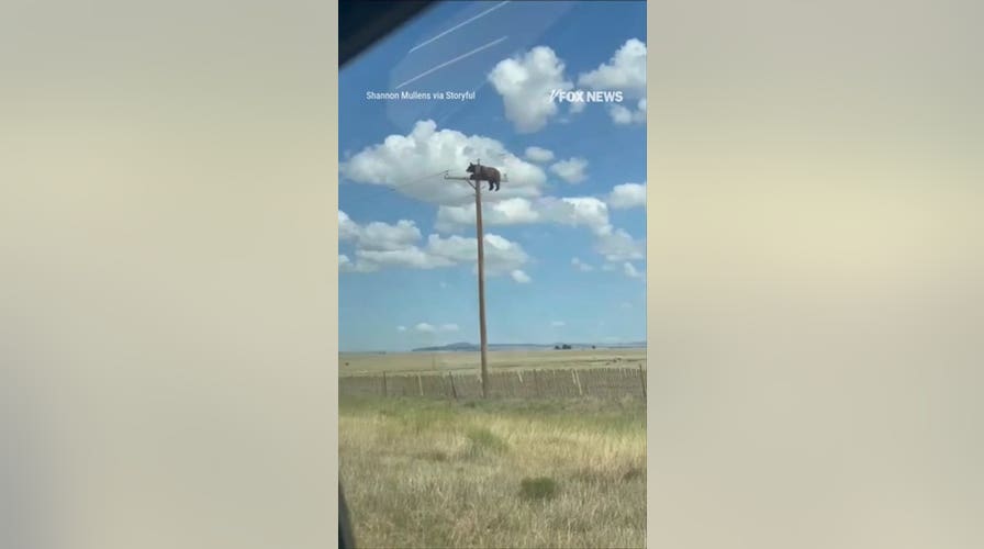 Bear spotted on POWER POLE above New Mexico road