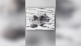 911 call details alligator attack