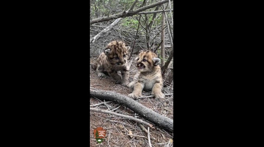 Mountain lion cubs found in the wild make adorable roar