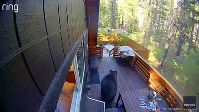 Black bear raids Lake Tahoe vacation home, escapes with steaks and pastries