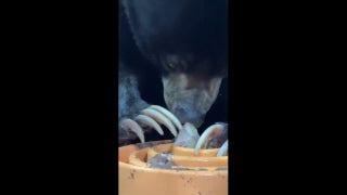 Four-inch claws become the perfect utensils for a frozen grape feast