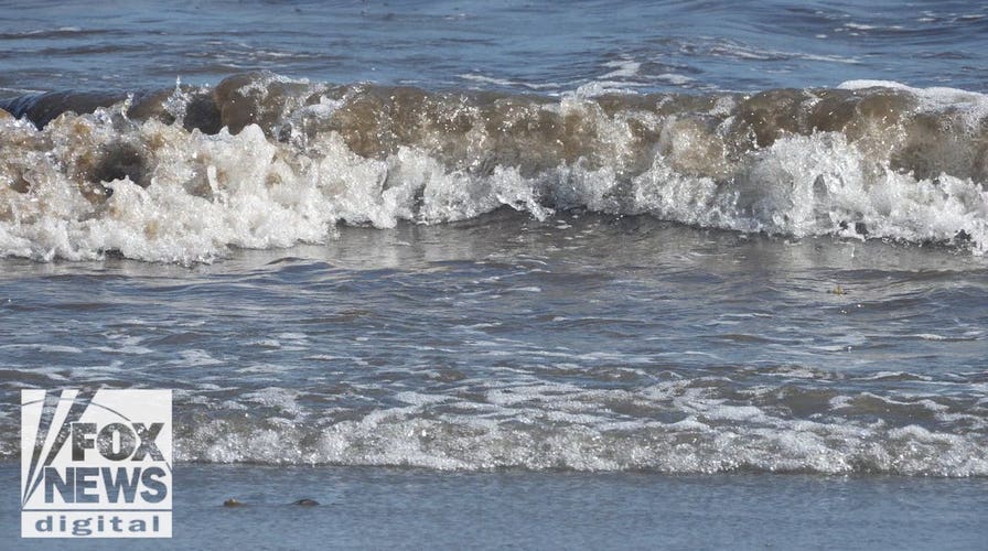 Shark sightings surge along southern Maine coast as experts explain what's driving the spike