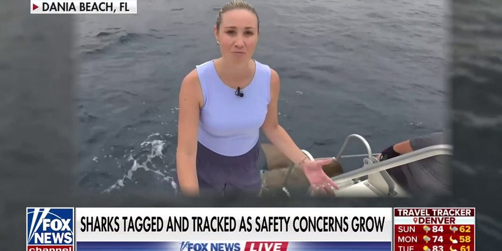 'Fox News Live' gets up close and personal with sharks as safety concerns grown | Fox News Video