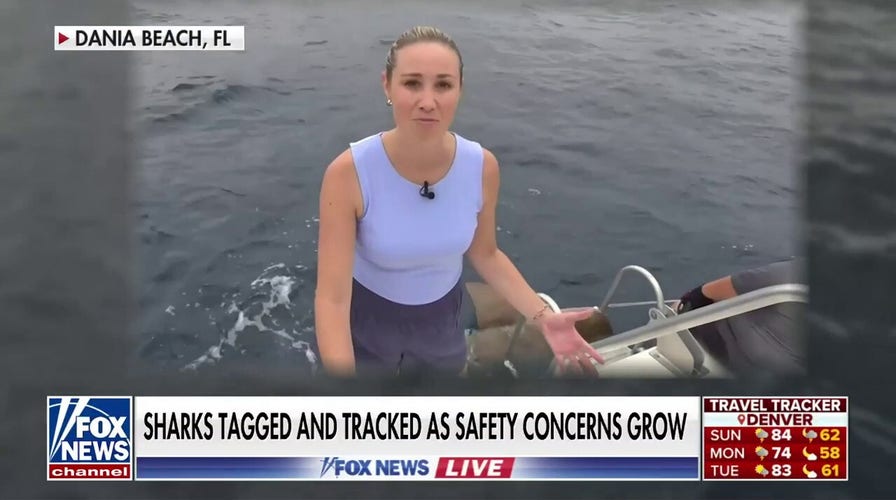 'Fox News Live' gets up close and personal with sharks as safety concerns grown