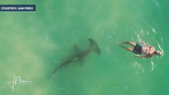 Hammerhead shark circles oblivious swimmer in chilling video
