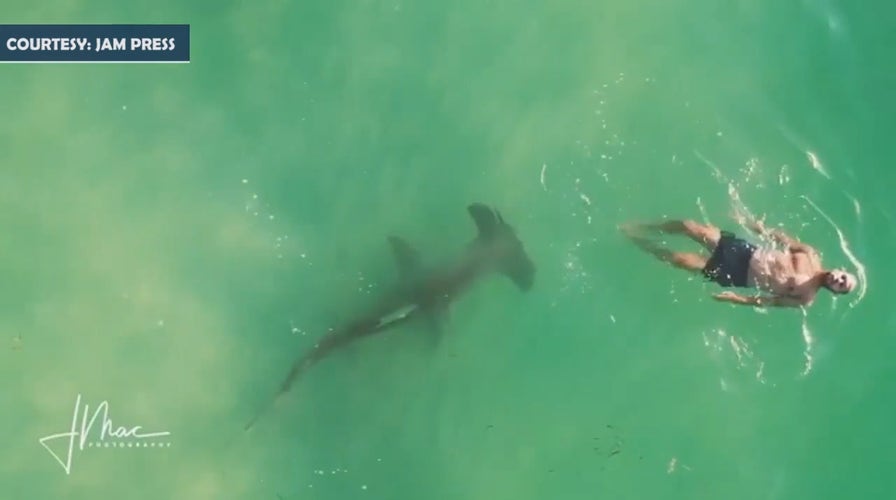 Hammerhead shark lurks behind man 