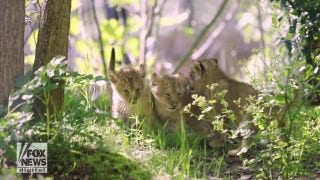 Lion cubs take first steps outside at London Zoo - Fox News