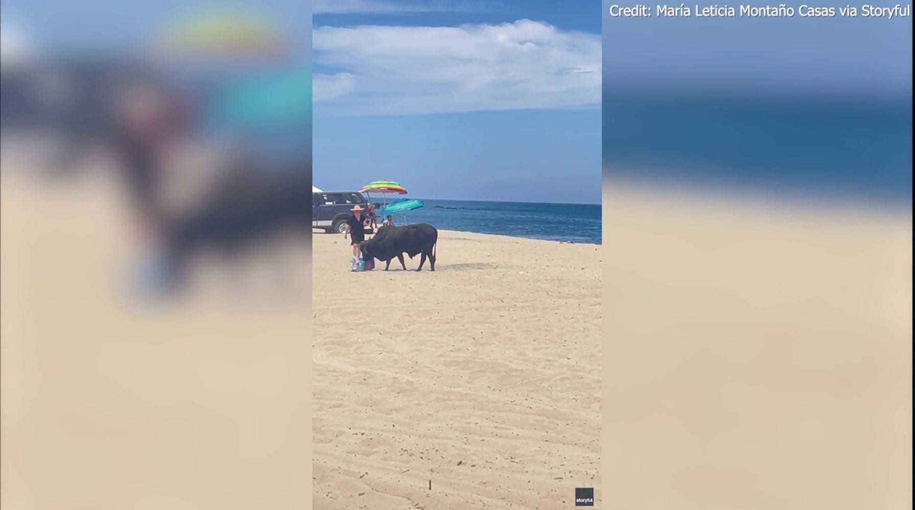 Horrifying video shows animal attacking female tourist on popular beach