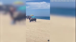 Loose bull attacks woman on popular Mexican beach, wild video shows - Fox News