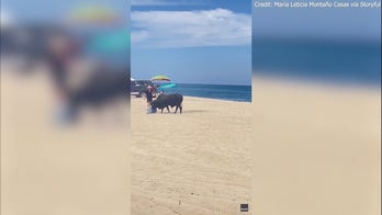 Loose bull gores woman on popular Mexican beach, wild video shows