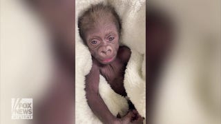 Baby gorilla delivered by C-section by medical doctors - Fox News
