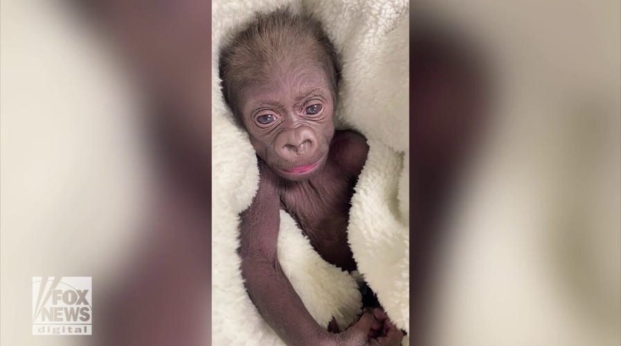 Baby gorilla delivered by C-section by medical doctors