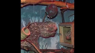 Gender reveal for baby porcupine hosted by zoo - Fox News