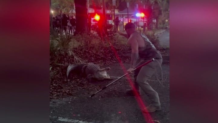 Florida MMA fighter and veteran wrestles alligator near Jacksonville elementary school