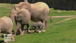 Elephant calf explores habitat one day after birth - Fox News