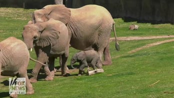 Elephant calf explores habitat one day after birth