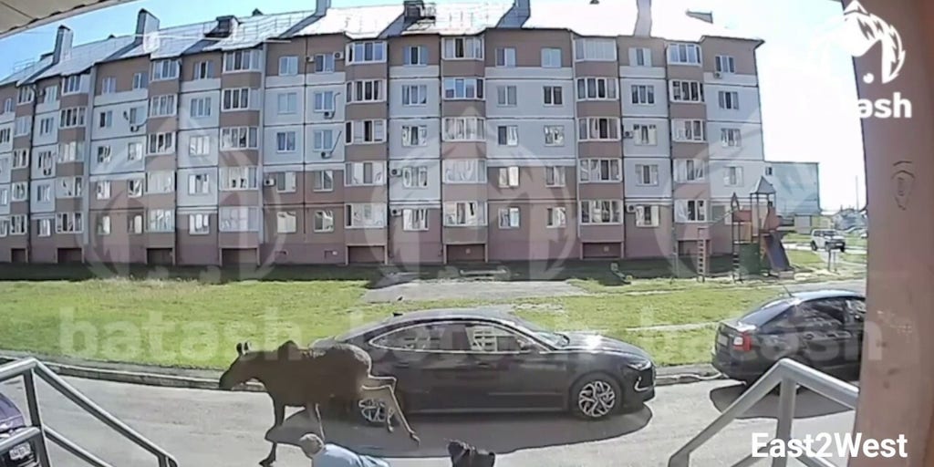 Moose on the loose in Russian city