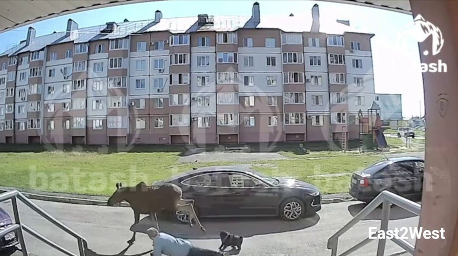 Moose on the loose in Russian city