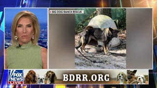 German Shepherd mix is up for adoption - Fox News