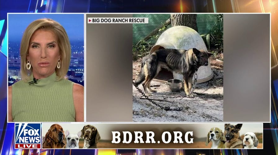 German Shepherd mix is up for adoption