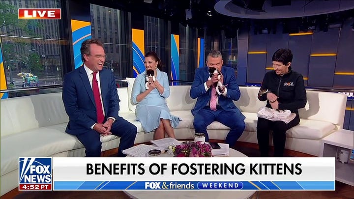 Why cats make great companion pets, according to the ASPCA