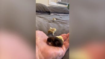 WATCH: Chicks STAMPEDE