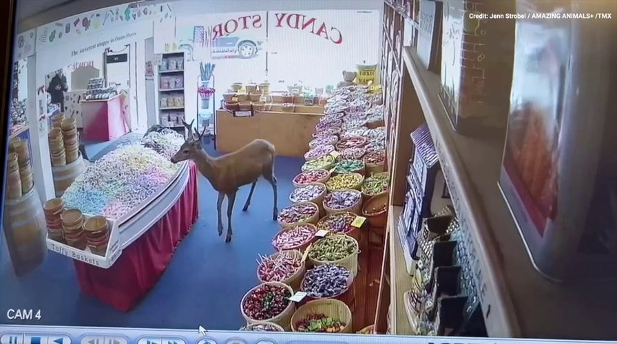 Oh deer! Watch as a four-legged customer satisfies candy craving