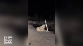 Polar bear caught on video playing with traffic marker in Canada - Fox News