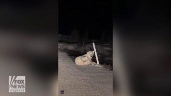 WATCH: Polar bear plays with traffic marker
