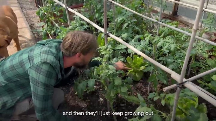 Tips for growing food in your own backyard from a gardener