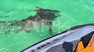 'Aggressive' bull shark seen circling jet skier - Fox News
