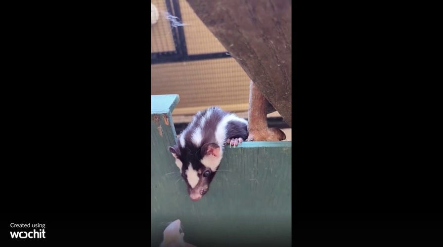 Skunk snatches snack at local zoo