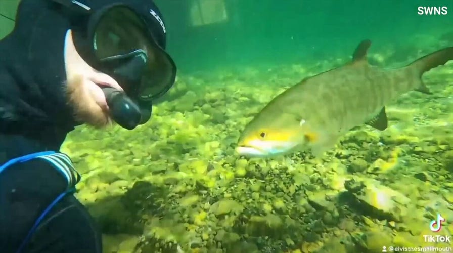 Man swims with fish in unlikely friendship 