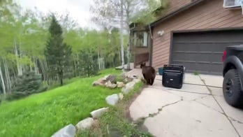 Bear trapped in car after searching for food — watch what happens!