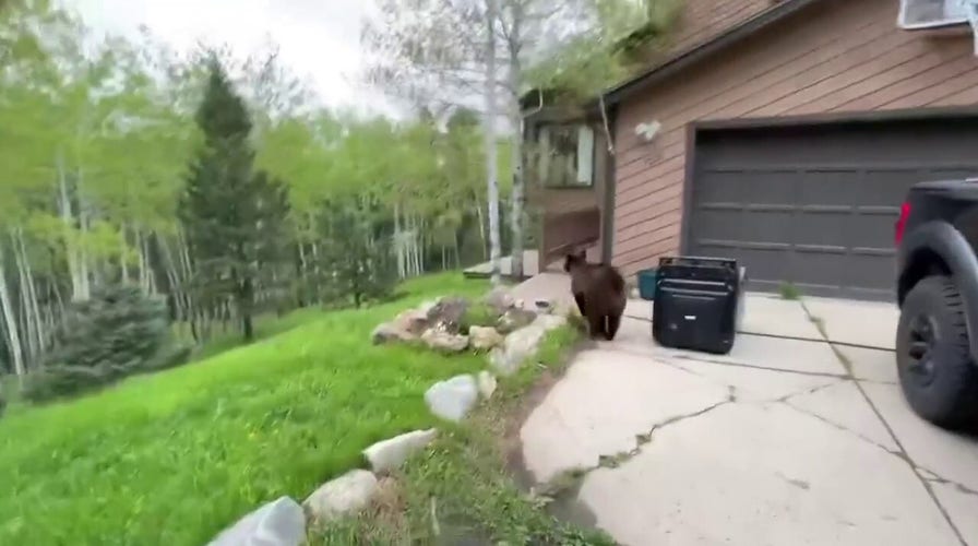 Bear trapped in car after searching for food — watch what happens!
