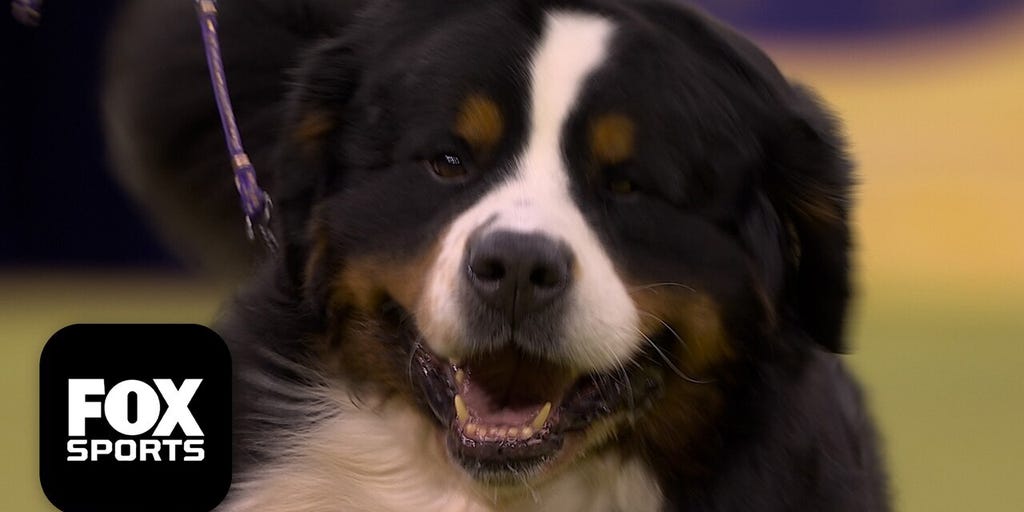 The Working Group 🐕 2026 Westminster Dog Show