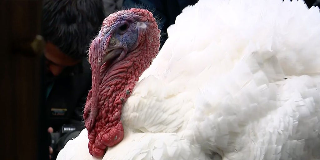 WATCH LIVE: White House welcomes turkeys to briefing room ahead of Trump's pardon