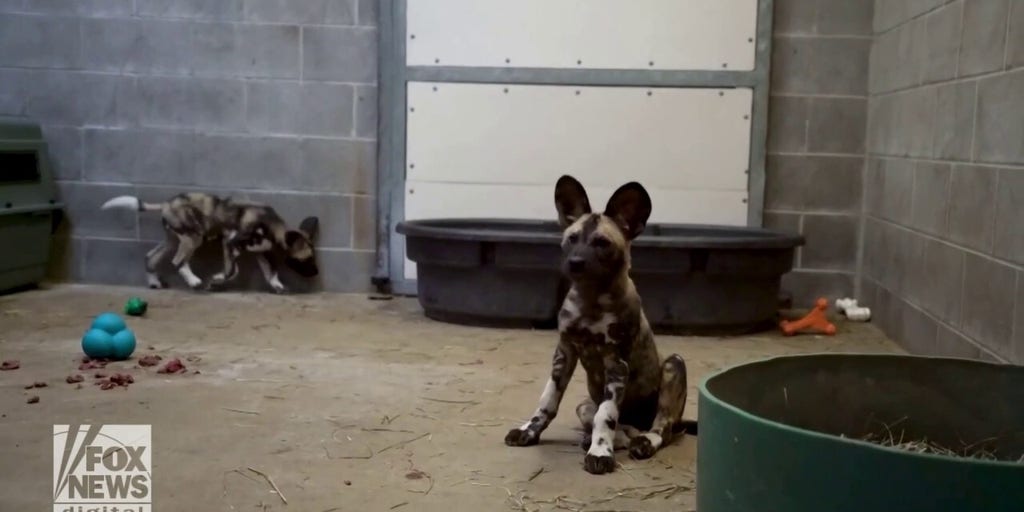 Zoo welcomes endangered puppies, raises them with help of surrogate mama dog | Fox News Video