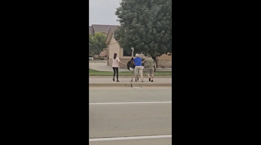 Large ostrich stops traffic in the middle of the street