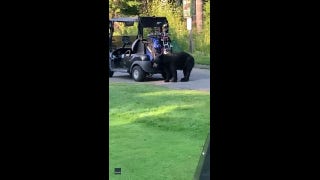 Golf gone wrong: Black bear rips through players' golf bags, then steals one - Fox News