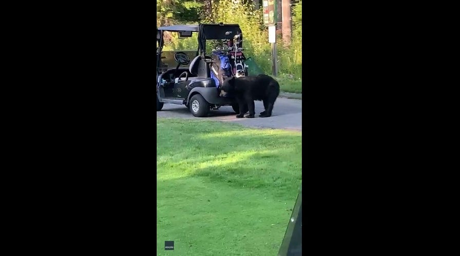 Golf gone wrong: Black bear rips through players' golf bags, then steals one