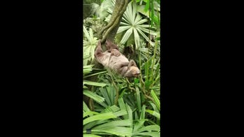 Sloth strikes impressive pose as its baby snoozes on its belly