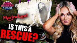 The Dark Truth Behind the Beluga Whale Relocation | Tomi Lahren is Fearless